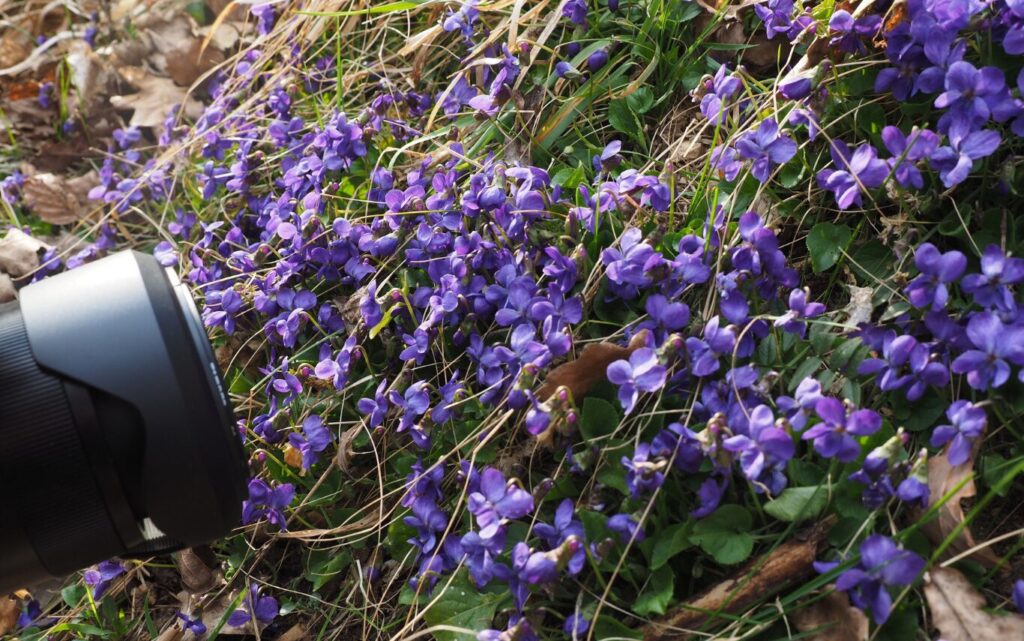 Instax mini Evoは販売終了した？